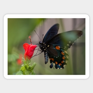 Swallowtail Sticker